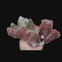 specimen video