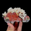 specimen video