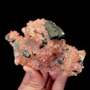 specimen video