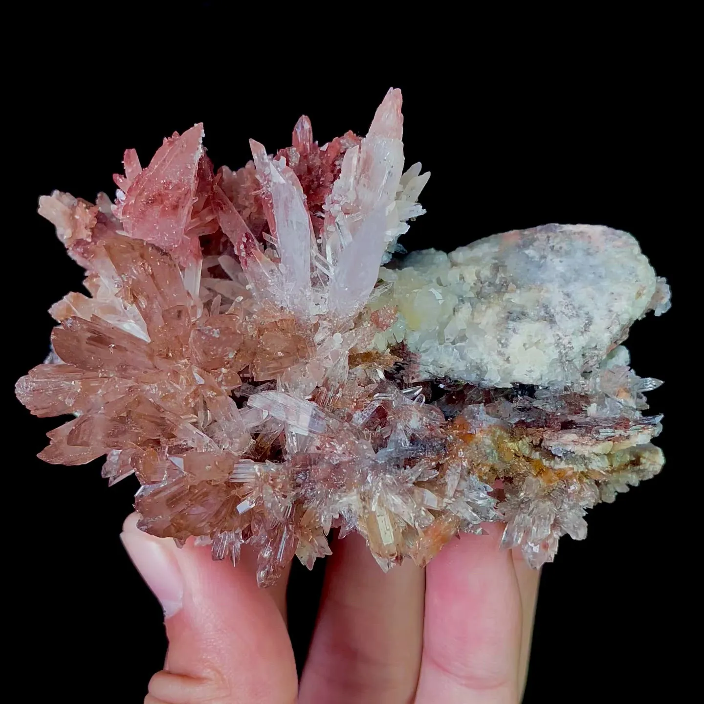 specimen video