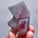 specimen video