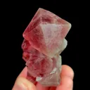 specimen video