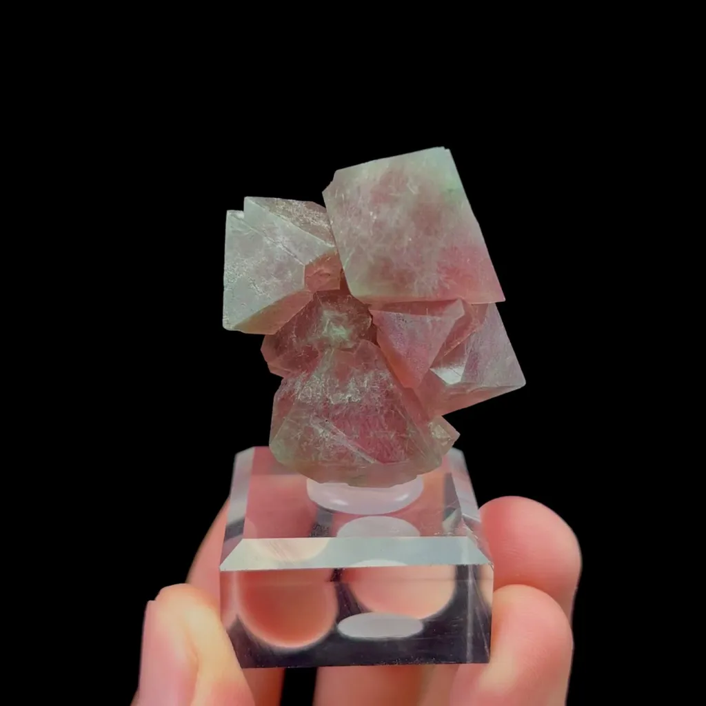 specimen video