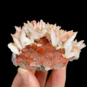 specimen video