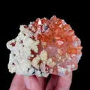 specimen video