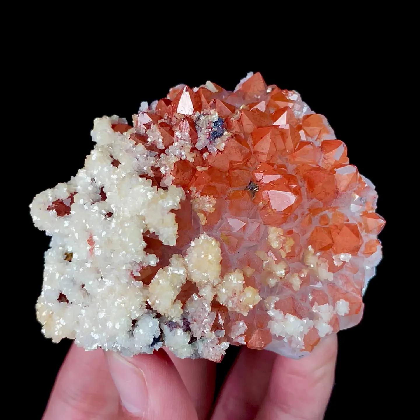 specimen video