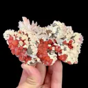 specimen video