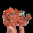 specimen video