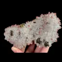specimen video