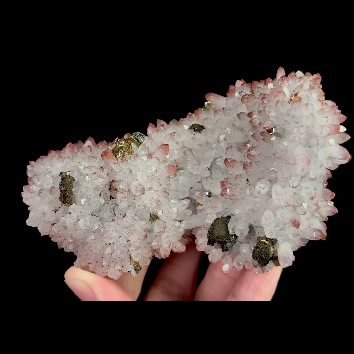 specimen video