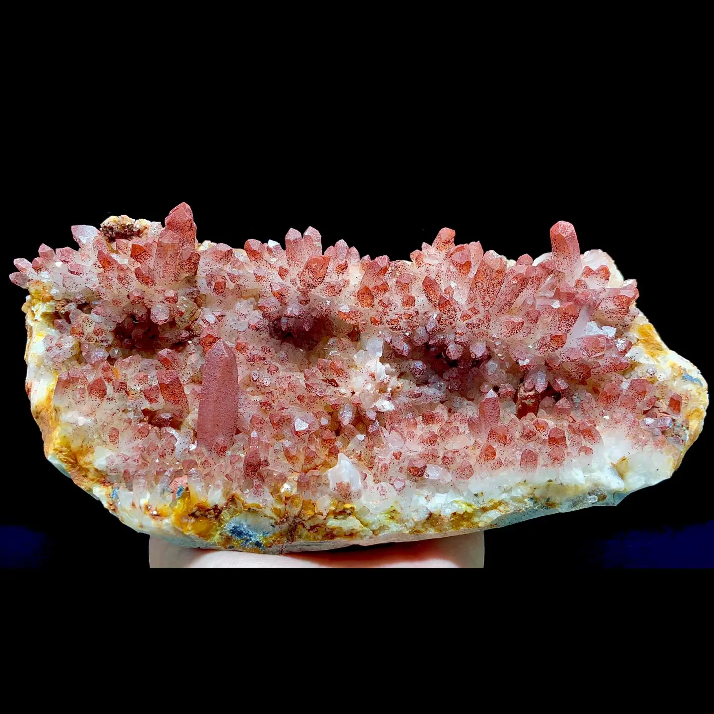 specimen video