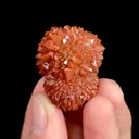 specimen video