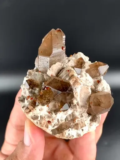 specimen video