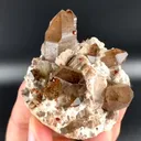 specimen video