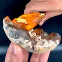 specimen video