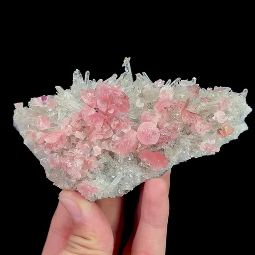 specimen video