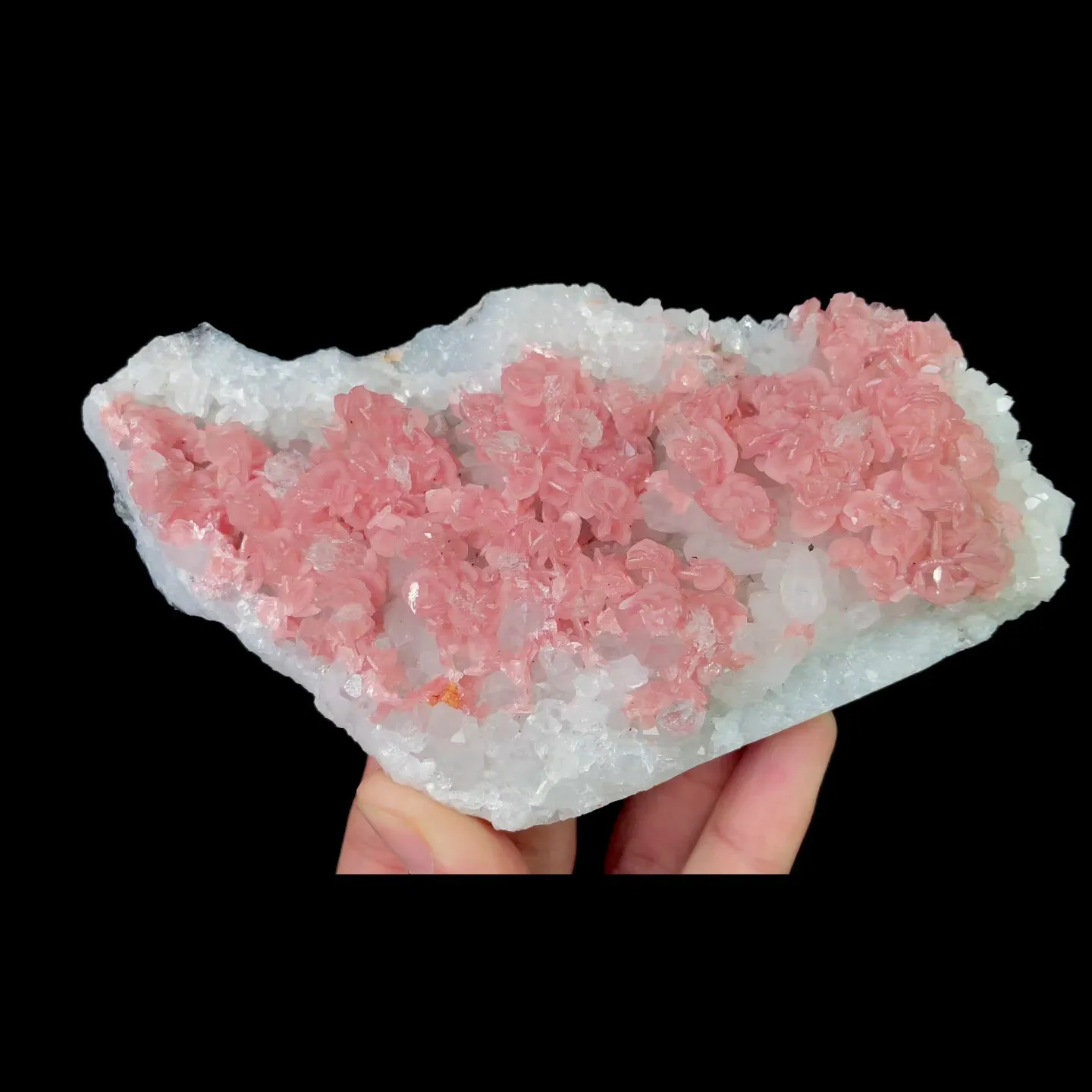 specimen video