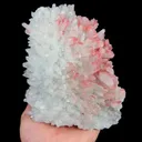 specimen video