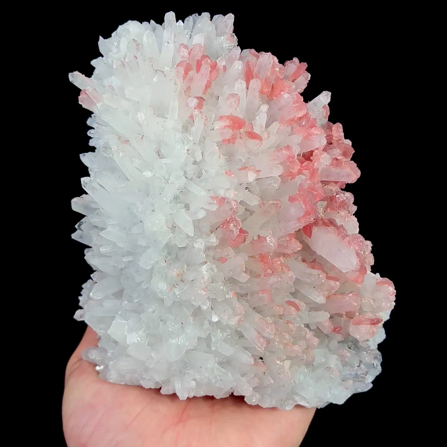 specimen video