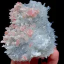 specimen video