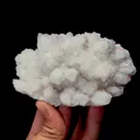 specimen video