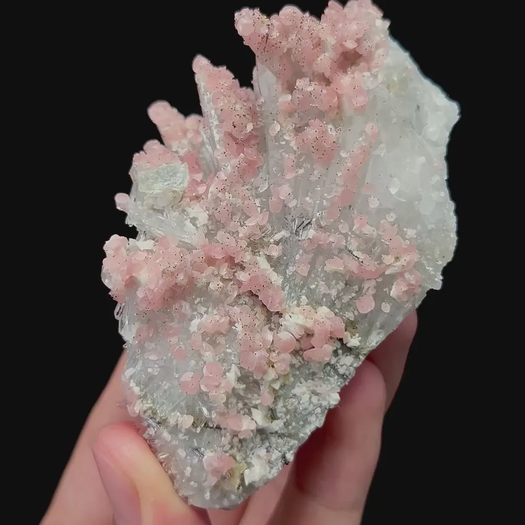 specimen video