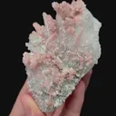 specimen video