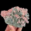 specimen video