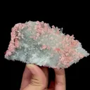 specimen video