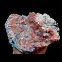 specimen video