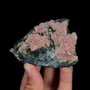specimen video