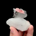 specimen video