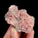 specimen video