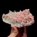 specimen video