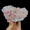 specimen video