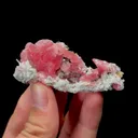 specimen video