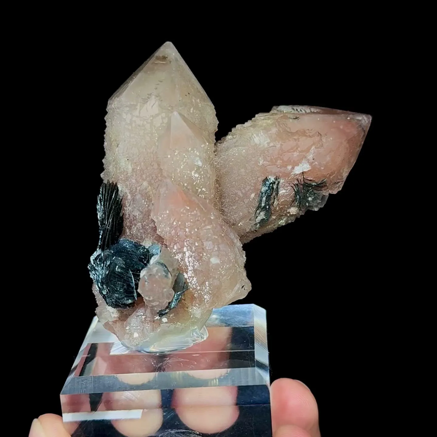 specimen video