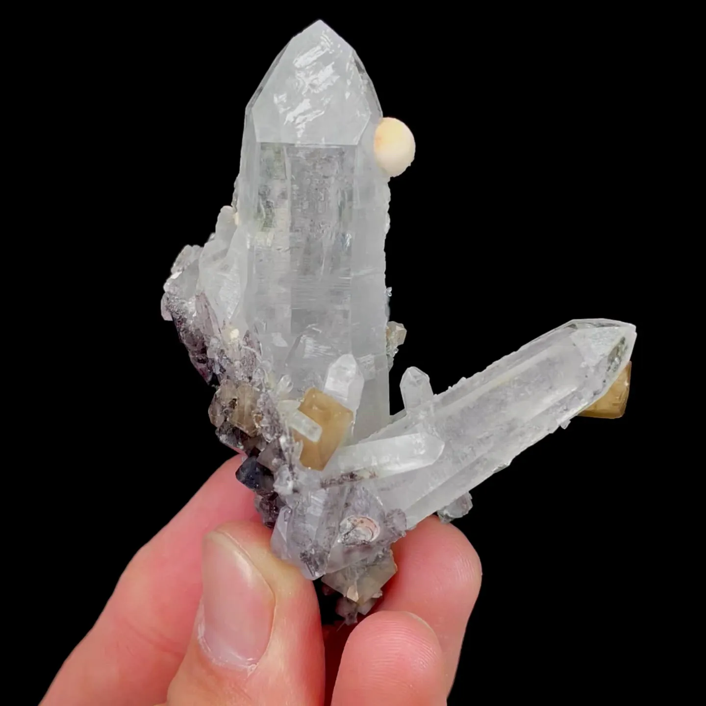 specimen video