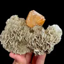 specimen video