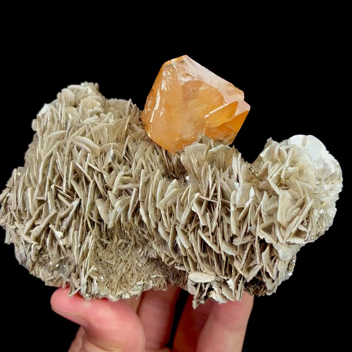 specimen video