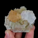 specimen video