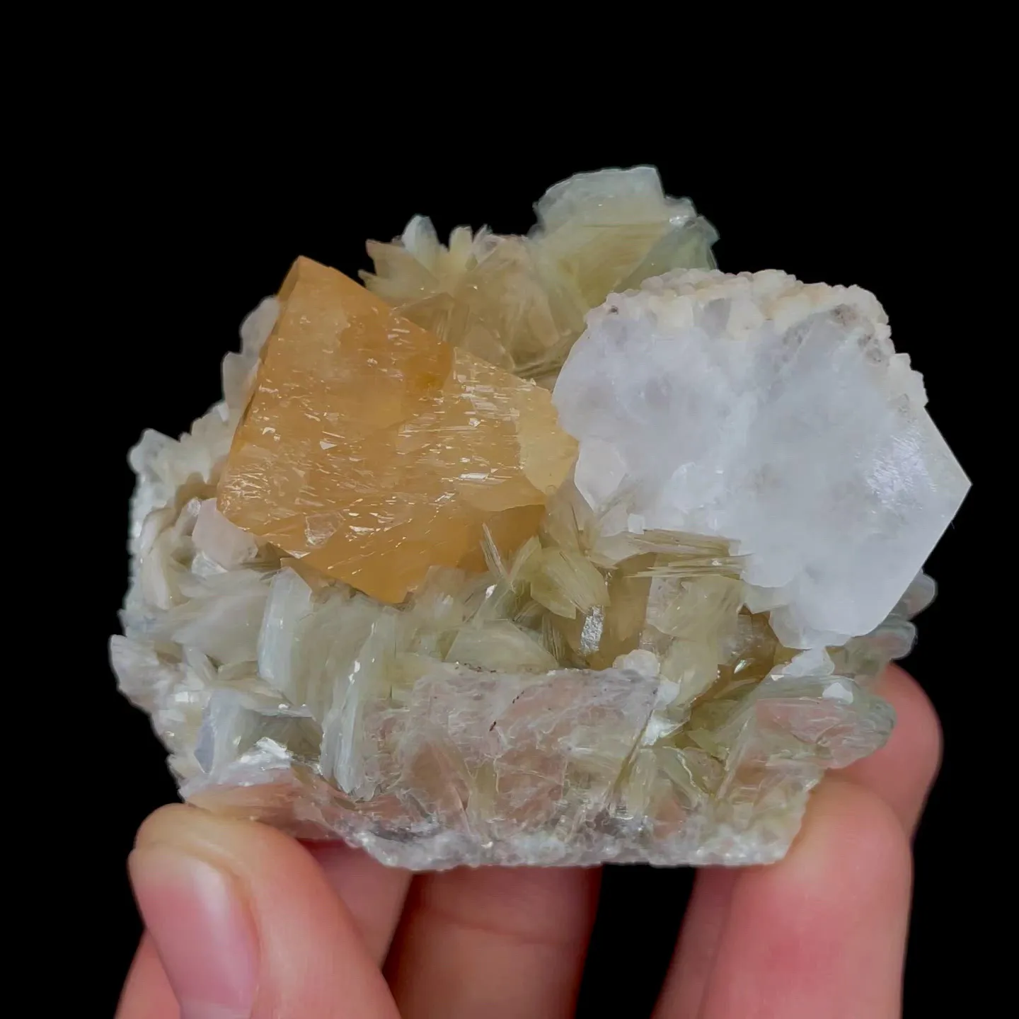 specimen video