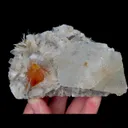 specimen video