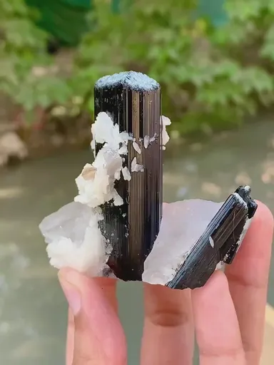 specimen video