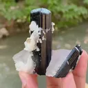 specimen video