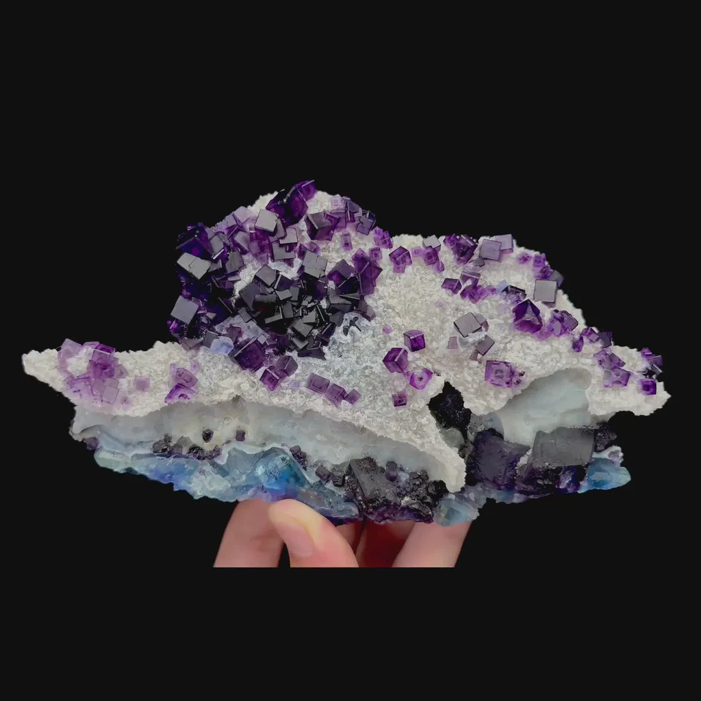 specimen video