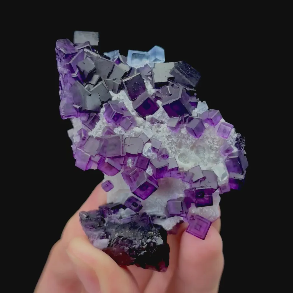 specimen video