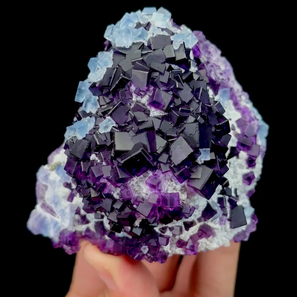 specimen video