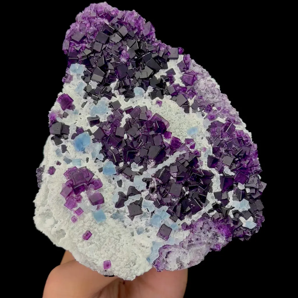 specimen video