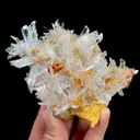 specimen video